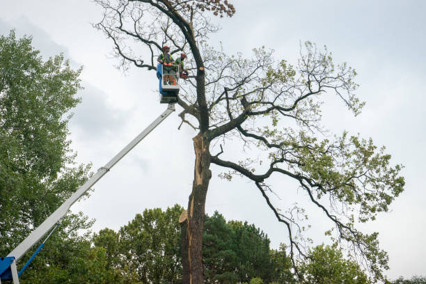 Best Tree Trimming and Pruning  in Cairo, NE