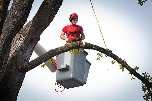 Best Tree and Shrub Care  in Cairo, NE