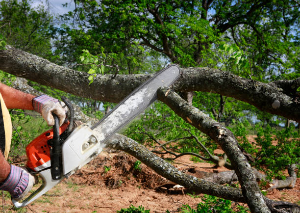 Best Tree Health Inspection  in Cairo, NE